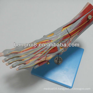 ISO Muscles of Foot Model with Main Vessels & Nerves, Muscle Anatomy